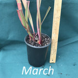 Sarracenia leucophylla ‘Wilkerson’s Red Rocket’ Pitcher Plant in a 4 x 5 in. (32 fl. oz.) nursery container during the month of March