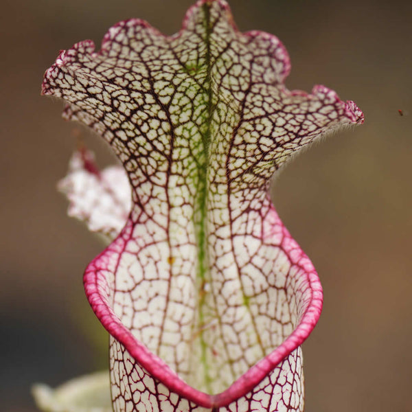 A close up of Sarracenia leucophylla ‘Wilkerson’s Red Rocket’ 