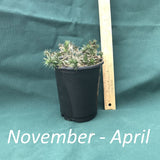 Potted plant next to a ruler on a green background with 'November - April' text.