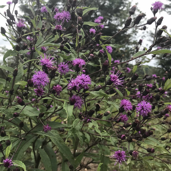 New York Ironweed’s dark purple flowers