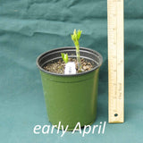 White False Indigo in a 4 x 5 in. (32 fl. oz.) nursery container as it starts to emerge in early April