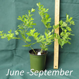 White False Indigo in a 4 x 5 in. (32 fl. oz.) nursery container during the month of September