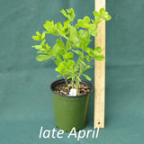 White False Indigo in a 4 x 5 in. (32 fl. oz.) nursery container in late April