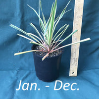 Yucca filamentosa 'Bright Edge' in a 4 x 5 in. (32 fl. oz.) nursery container from January to December