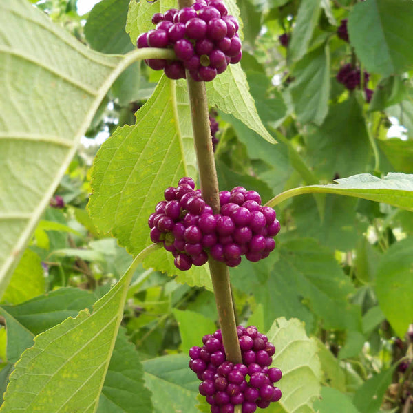American Beautyberry with purple colored fruit in clusters between the stems and leaves
