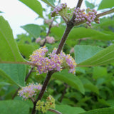 The small pink flowers of American Beautyberry opening in July