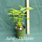 American Beautyberry plant in a 4 x 5 in. (32 fl. oz.) nursery container between June to October