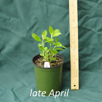 American Beautyberry in a 4 x 5 in. (32 fl. oz.) nursery container just starting to emerge from dormancy in late April