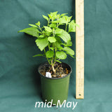 American Beautyberry in a 4 x 5 in. (32 fl. oz.) nursery container just starting to emerge from dormancy in mid-May