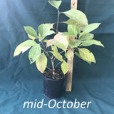 American Beautyberry plant in a 4 x 5 in. (32 fl. oz.) nursery container in mid-October