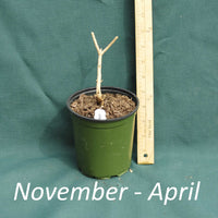 Dormant American Beautyberry plant in a 4 x 5 in. (32 fl. oz.) nursery container between November and April 