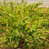 Callicarpa americana growing along a roadside in September as its berries start to ripen and turn purple  