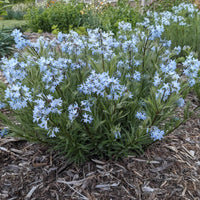 Sandhills Blue Star (Amsonia ciliata) plant flowering in April  