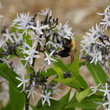 Close up of Blue Star flowers with a bumblebee collecting nectar