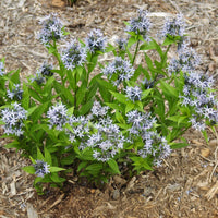 Blue Star (Amsonia tabernaemontana) plant flowering in April as it emerges from dormancy 