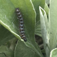 American painted lady caterpillar on the leaf of a pussytoes plant