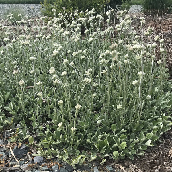 Pussytoes (Antennaria plantaginifolia) plant growing in a garden and flowering in April