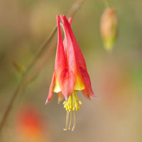 Close up of one red and yellow colored Eastern Columbine flower