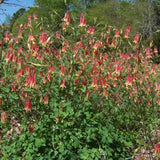 Eastern Columbine (Aquilegia canadensis) plant flowering in early spring with red and yellow flowers 