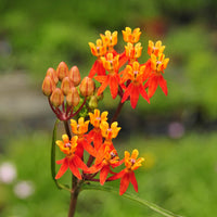 Asclepias lanceolata showing its red and orange flowers