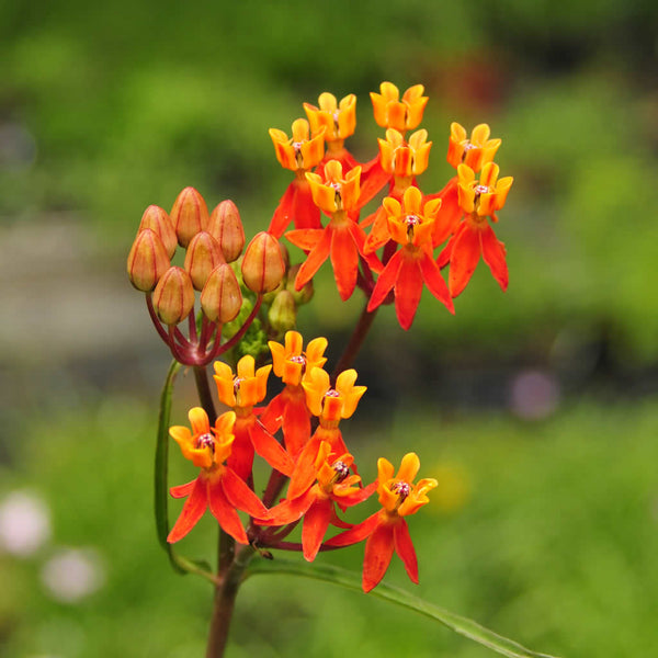 Asclepias lanceolata showing its red and orange flowers