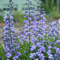 The dusky purple flowers of Purple Smoke False Indigo are held high above the foliage