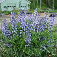 Purple Smoke False Indigo plant flowering in late April