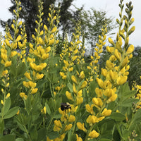 Close up of Baptisia ‘Screamin’ Yellow’ flower spike in mid-April