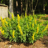 Mature Screamin’ Yellow False Indigo plant with yellow flowers and compact growth