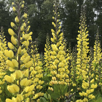 Close up of Baptisia ‘Whisperin’ Yellow’ flowers in mid-April