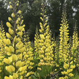 Close up of Baptisia ‘Whisperin’ Yellow’ flowers in mid-April