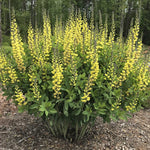 Three year old Baptisia Whisperin’ Yellow plant in flower during the month of April