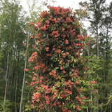 Bignonia 'Tangerine Beauty' in flower and growing up a post