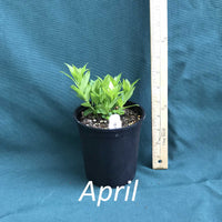 Blue Star in a 4 x 5 in. (32 fl. oz.) nursery container in April