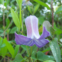 Close up of a Clematis crispa flower showing its curled back petals