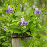 Clematis crispa in flower and climbing along a wooden railing