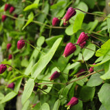 The hot pink flowers of Clematis glaucophylla during the month of May