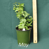 White Leaf Leather Flower in a 4 x 5 in. (32 fl. oz.) nursery container in May