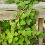 Clematis glaucophylla vine growing up a wooden railing and displaying its pink flowers