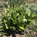 Clematis ochroleuca plant flowering in April