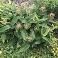 Clematis ochroleuca plant with ripening seed heads in July