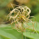 Close up of the seed heads of Clematis ochroleuca ripening in summer