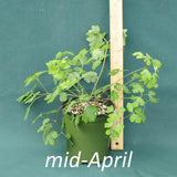 Eastern Columbine in a 4 x 5 in. (32 fl. oz.) nursery container in mid-April