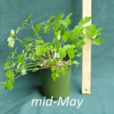 Eastern Columbine in a 4 x 5 in. (32 fl. oz.) nursery container in mid-May 