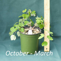 Eastern Columbine in a 4 x 5 in. (32 fl. oz.) nursery container between October and the month of March 