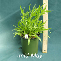 Public Domain Coneflower in a 4 x 5 in. (32 fl. oz.) nursery container in mid-May