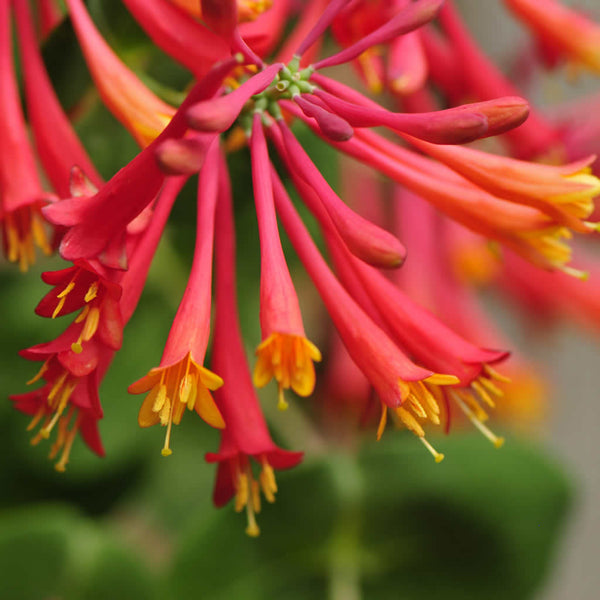 Red coral honeysuckle flowers with yellow-orange on the inside