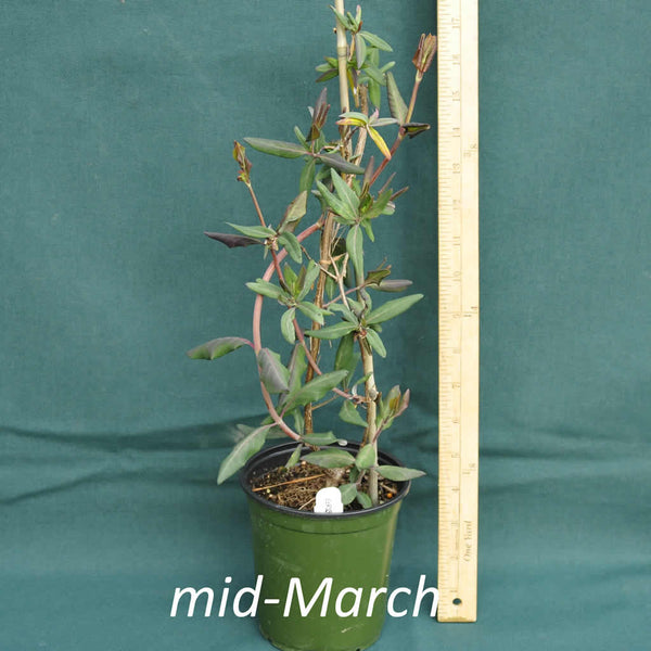 plant honeysuckle in pot Coral Honeysuckle Vines for Sale Online