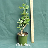 Coral honeysuckle in a 4 x 5 in. (32 fl. oz.) nursery container in October