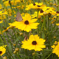 Summer Sunshine Coreopsis flowering in September